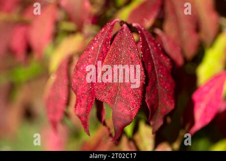 Foglie rosse di Euonymus alato (Euonymus alatus) nel giardino autunnale. Vista ravvicinata. Foto Stock