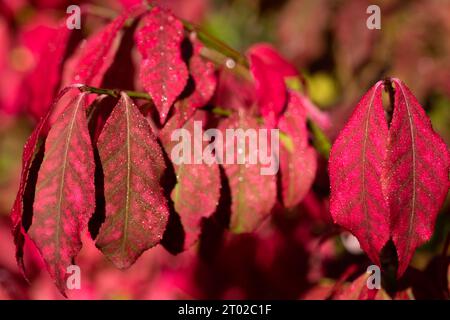 Foglie rosse di Euonymus alato (Euonymus alatus) nel giardino autunnale. Vista ravvicinata. Foto Stock