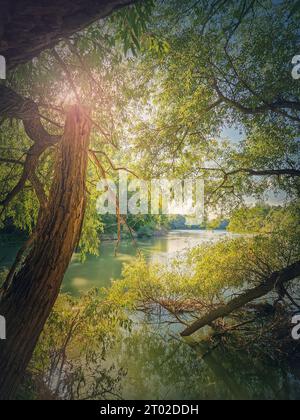 Vista sulla natura selvaggia con alberi di salice che crescono sopra l'acqua sulla riva del fiume Prut Foto Stock