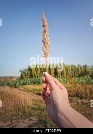 Mano femminile che tiene in mano una pianta di canne a coda di volpe nel vento sopra l'idilliaco sfondo rurale. Sfondo autunnale, pittoresca bellezza autunnale. Autunno co Foto Stock