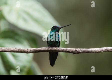 Grande Sapphirewing (Pterophanes cyanopterus) arroccato su un ramo in Ecuador Foto Stock