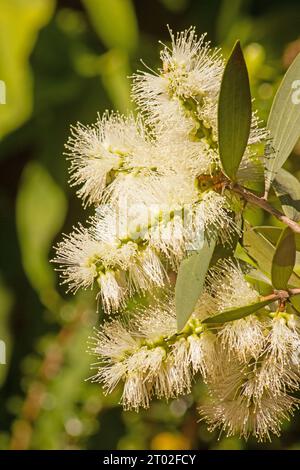 Fiori di corteccia di carta a foglia larga (Melaleuca quinquenervia) Foto Stock