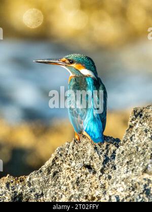 Femmina Kingfisher, (Alcedo Atthis) pesca sulla costa rocciosa vicino a Paphos, Cipro Foto Stock