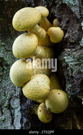 Funghi sul tronco di un abete di Douglas nel Witty's Lagoon Regional Park a Metchosin, British Columbia, Canada. Foto Stock