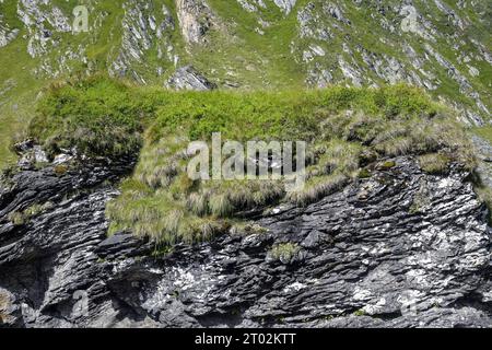 Sfondo di rocce in pietra a strati grossolani, telaio completo. Consistenza ruvida in pietra delle montagne. Le pietre sono ricoperte di muschio e varie piante erbacee Foto Stock