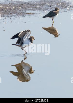 Un lapwing settentrionale, Vanellus vanellus, noto anche come peewit o pewit, tuit o tewit, plover verde, o nel Regno Unito, o semplicemente lapwing. Foto Stock