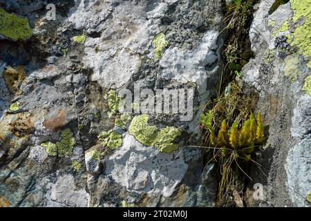 Sfondo di rocce grossolane, telaio completo. Consistenza ruvida in pietra delle montagne. Le pietre sono ricoperte di muschio e varie piante erbacee. Tema Foto Stock