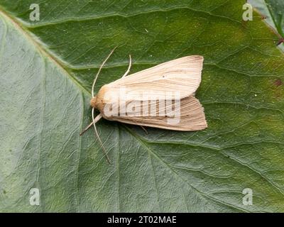 Mythimna pallens, una comune falena da wainscot, appoggiata su una foglia verde. Foto Stock