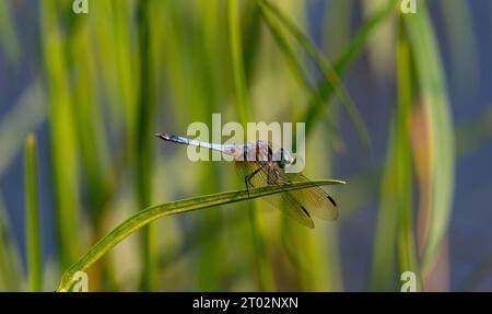 Une libellule se repose sur une feuille Foto Stock