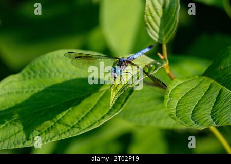 Une libellule se repose sur une feuille Foto Stock