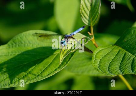 Une libellule se repose sur une feuille Foto Stock