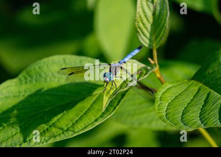 Une libellule se repose sur une feuille Foto Stock