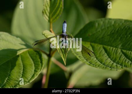 Une libellule se repose sur une feuille Foto Stock