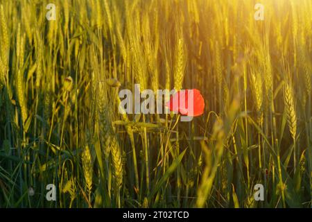 Un fiore di papavero che cresce su un campo tra il grano ai raggi del sole che tramonta. Primo piano. Foto Stock