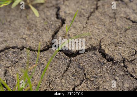 Consistenza di terra secca con crepe e germogli di erba verde. Primo piano. Ecologia, riscaldamento globale. Foto Stock