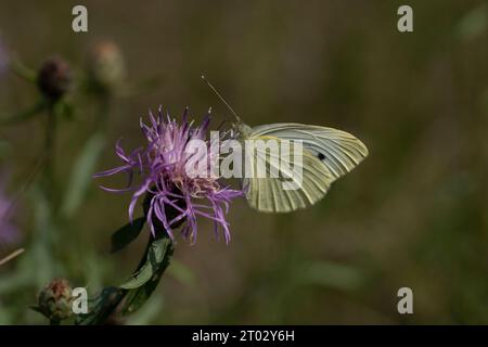 Pieris brassicae famiglia Pieridae genere Pieris grande farfalla bianca natura selvaggia fotografia di insetti, foto, carta da parati Foto Stock