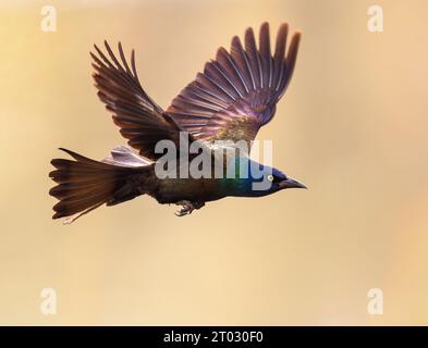 Un Grackle con bellissimi colori delle piume catturato in volo a distanza ravvicinata. Foto Stock