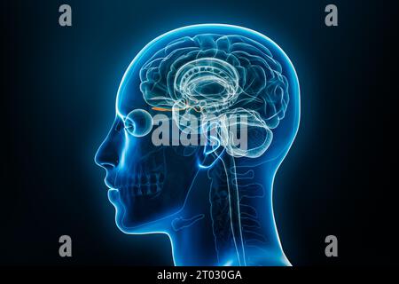 Vista del profilo dei raggi X del bulbo olfattivo e illustrazione del rendering 3D del tratto. Anatomia del cervello e del corpo umano, medicina, biologia, scienza, neuroscienza, ne Foto Stock