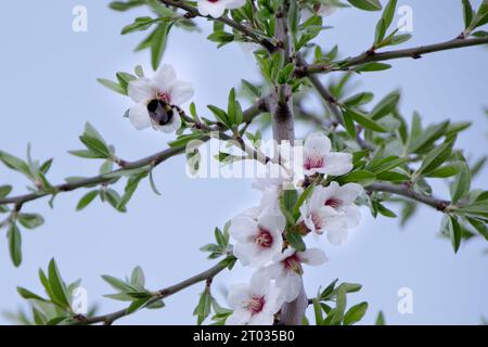 Immagine ravvicinata di un bumblebee fuzzy catturato tra i vivaci fiori di mandorle, che raccoglie diligentemente il nettare. La scena offre un ampio spazio per la copia Foto Stock