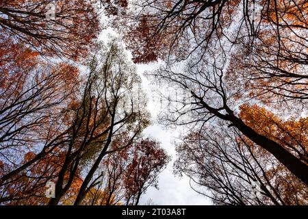 cime degli alberi con fogliame autunnale viste dal basso Foto Stock