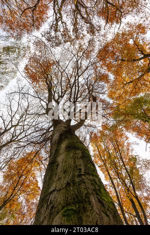 cime degli alberi con fogliame autunnale viste dal basso Foto Stock