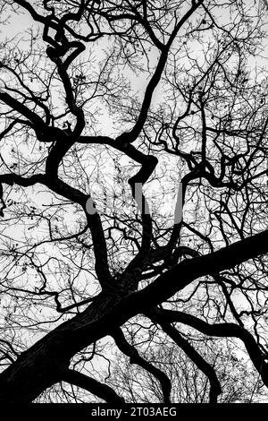 Rami di una cima dell'albero visti dal basso - struttura, struttura Foto Stock
