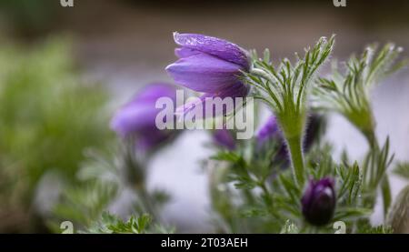 Primo piano di un pasqueflower blu (Pulsatilla pratensis) Foto Stock