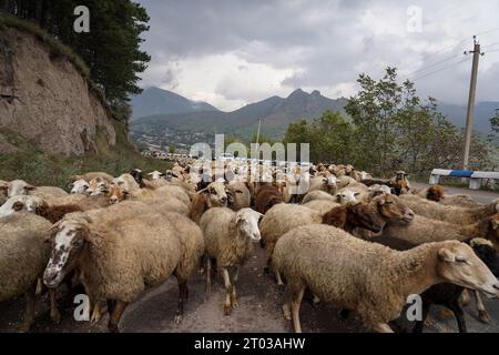 Greggi di pecore con il loro pastore del Karabakh sono visti sulla strada a Goris. L'Armenia ha riferito il 3 ottobre che circa 100.625 rifugiati sono arrivati dal Nagorno-Karabakh, mentre 91.924 di loro sono già stati registrati da funzionari armeni dopo che l'Azerbaigian ha preso il controllo della regione montuosa meridionale. Foto Stock