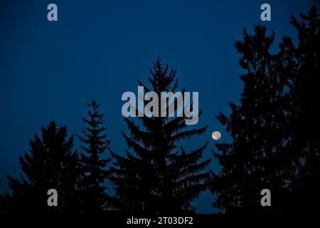 Luna piena e alberi Foto Stock