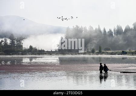 Campo di mirtilli rossi allagato, Pitt Meadows, British Columbia, Canada Foto Stock