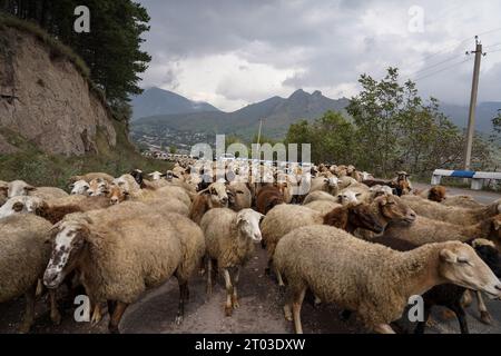 Goris, Armenia. 2 ottobre 2023. Greggi di pecore con il loro pastore del Karabakh sono visti sulla strada a Goris. L'Armenia ha riferito il 3 ottobre che circa 100.625 rifugiati sono arrivati dal Nagorno-Karabakh, mentre 91.924 di loro sono già stati registrati da funzionari armeni dopo che l'Azerbaigian ha preso il controllo della regione montuosa meridionale. (Immagine di credito: © Ashley Chan/SOPA Images via ZUMA Press Wire) SOLO USO EDITORIALE! Non per USO commerciale! Foto Stock