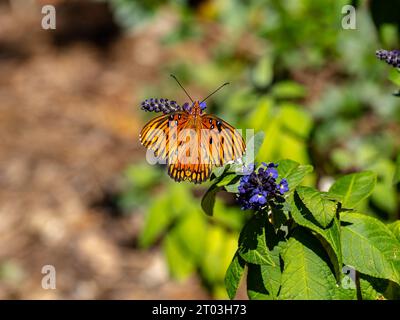 Farfalla fritillary del Golfo, Agraulis vanillae (Linnaeus), una farfalla arancione con contrassegni neri. Foto Stock