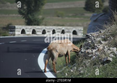 Una capra beige color crema per adulti, in piedi sulla linea Bianca al bordo di una strada principale in Albania, che pascolano sulla vegetazione su una collina rocciosa Foto Stock