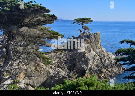 L'iconico cipresso solitario (Cupressus macrocarpa) lungo la famosa 17 Mile Drive, Pebble Beach CA Foto Stock