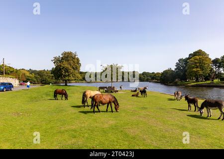 Pony New Forest nel villaggio di Beaulieu che mangiano erba accanto al fiume Beaulieu, Hampshire, Inghilterra, Regno Unito, settembre 2023 Foto Stock