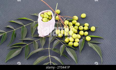 Frutta Neem con bastoncini di neem e foglia di neem. Neem è un'eccellente idratante e contiene vari composti che hanno prope insetticida e medicinale Foto Stock