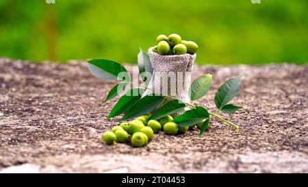 Frutta Neem con bastoncini di neem e foglia di neem. Neem è un'eccellente idratante e contiene vari composti che hanno prope insetticida e medicinale Foto Stock