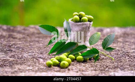 Neem Fruit con bastoncini di neem e foglie di neem isolate su sfondo bianco. Neem è un'eccellente idratante e contiene vari composti che contengono in Foto Stock