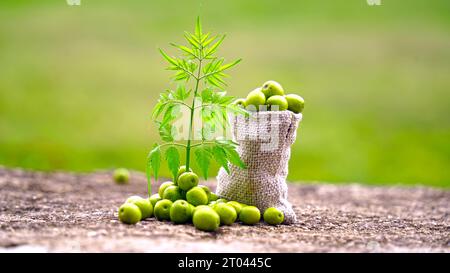 Frutta Neem con bastoncini di neem e foglia di neem. Neem è un'eccellente idratante e contiene vari composti che hanno prope insetticida e medicinale Foto Stock