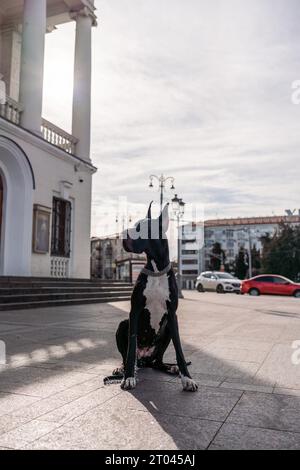 Il giovane nero Great Dane posa in città Foto Stock