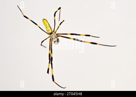 Grande ragno Joro (Trichonephila clavata) dall'area metropolitana di Atlanta della Georgia nel sud-est degli Stati Uniti. Foto Stock