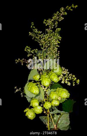 Luppolo comune (Humulus lupulus), pianta maschile e femminile, matura per la raccolta Foto Stock
