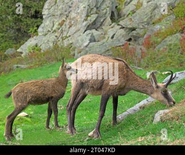 Camoscio femminile e il suo giovane a settembre. Rupicapra rupicapra Alps, Austria, Tirolo Foto Stock