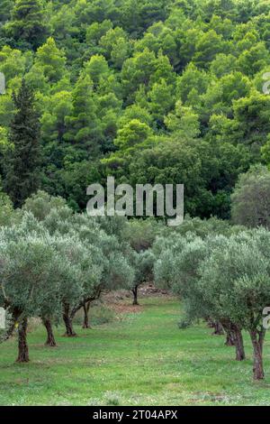 filari di ulivi che crescono su un boschetto sull'isola greca di zante con cipressi in una foresta sullo sfondo. Foto Stock