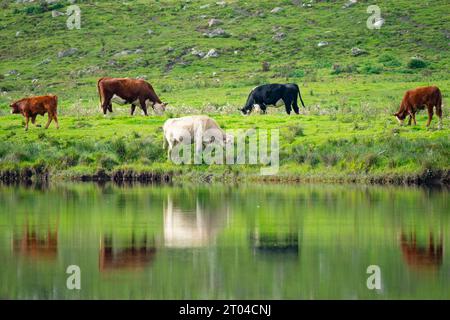 Vista delle mucche che pascolano accanto al fiume Spey vicino a Boat of Garten, Strathspey, Highland Region, Scozia, Regno Unito Foto Stock