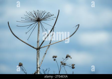 I fiori secchi congelati dell'anziano macinato sono sotto il cielo blu con le nuvole, foto macro naturali scattate in una fredda giornata invernale. Aegopodium podagraria Foto Stock