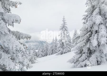 Incantevole paesaggio invernale con coperta di neve alberi Foto Stock