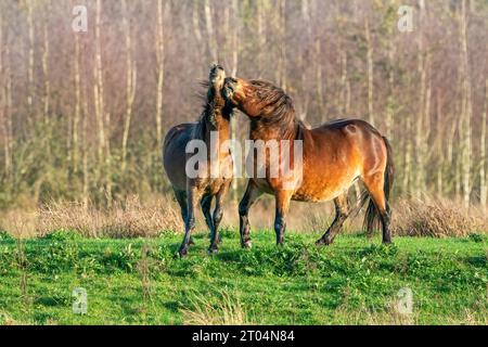 Due pony exmoor bruni combattenti, contro una foresta e lo sfondo di canne. Mordente, aring e colpire. colori autunnali in inverno. Paesi Bassi Foto Stock