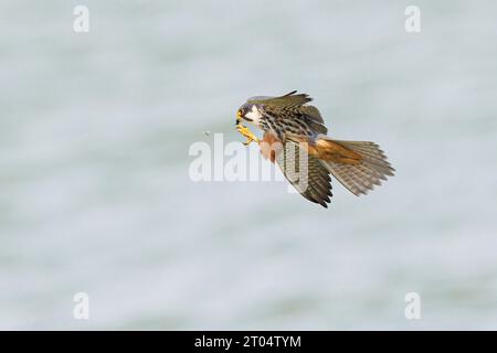 Hobby settentrionale (Falco subbuteo), in volo, caches gnat, Germania, Baviera Foto Stock