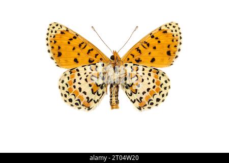 frammentazione macchiata (didididima melitaea), maschio, parte inferiore, ritagliata Foto Stock